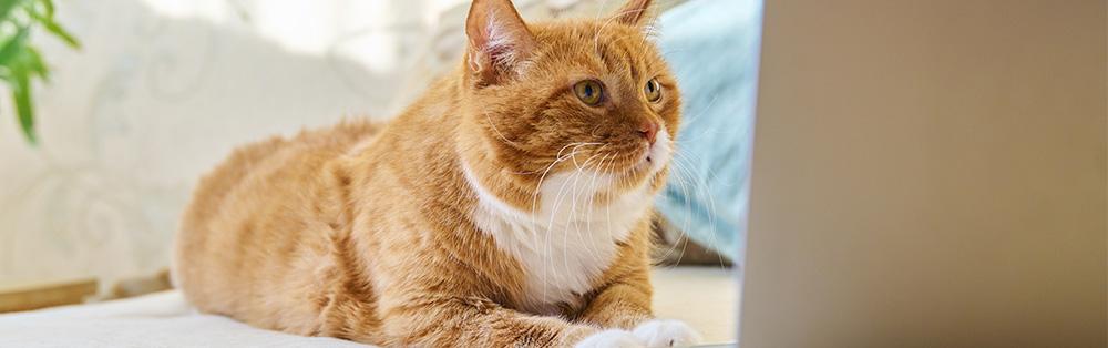猫
